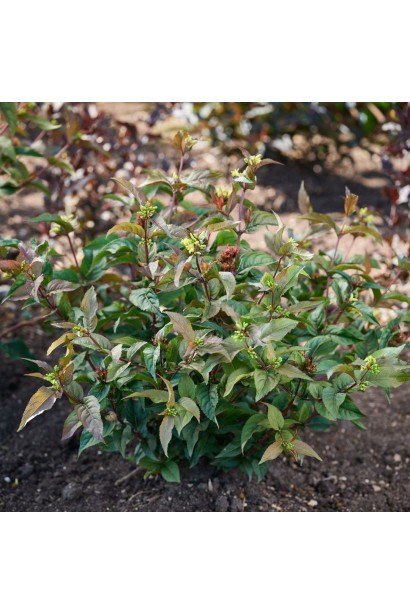 Діервілла сидячолиста Меджикал Грін Драгон 